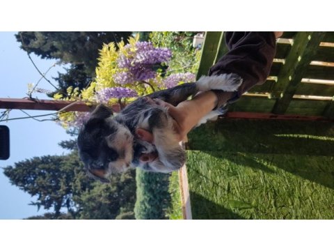 Minyatür schnauzer şecereli çipli