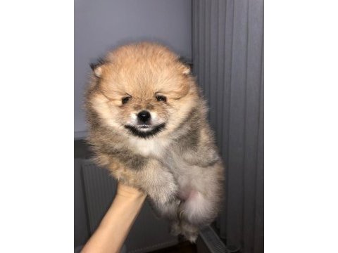 Sevimli pomeranian minikler