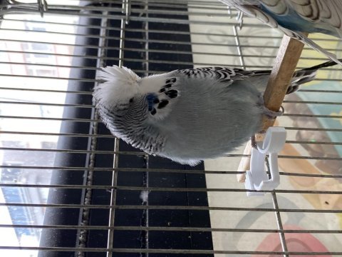 Show jumbo ister takım ister ayrı muhabbet kuşu