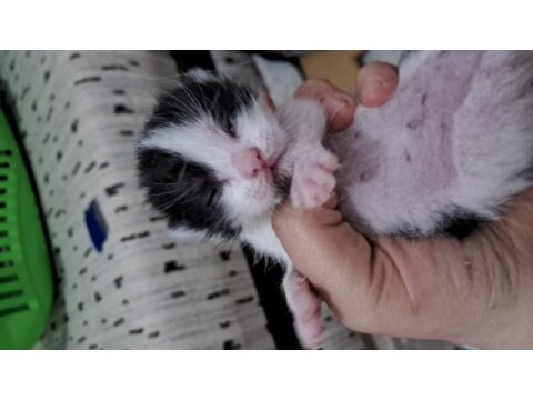 Sokakta baktığımız kedinin 2 yavrusu oldu