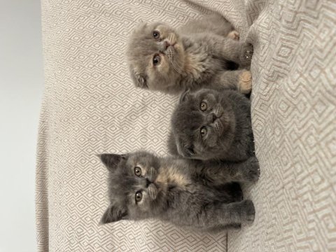 45 günlük scottish fold yavrularımız