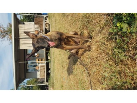 Dişi malinois