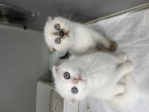Scottish fold orjinal top kafa yavrular