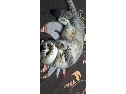 Aşıları tam scottish fold