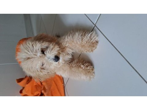 5 aylık fıstık kızım maltipoo