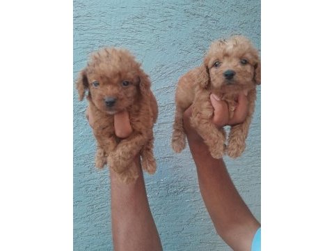 Toy poodle yavrular bir birinden güzel