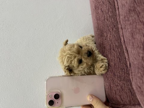 Micro toy poodle tr