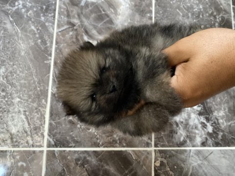 Orjinal ayı surat pomeranian boo yavrular