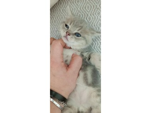 Dişi acil sahiplendirilecek kedimiz