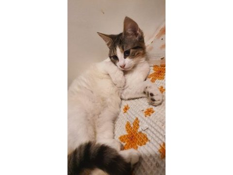 Masum yüzlu kedimiz miki