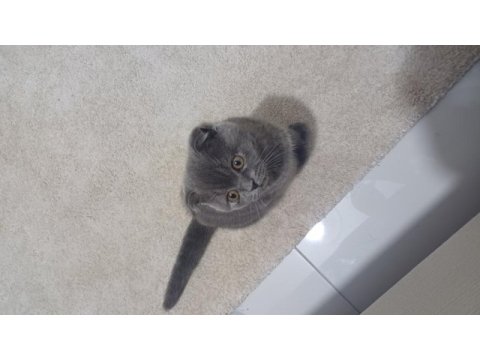 Sevimli 9 aylık scottish fold kısır