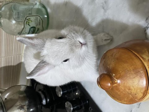 Cinsi cüce tavşan dişidir 5-6 aylık