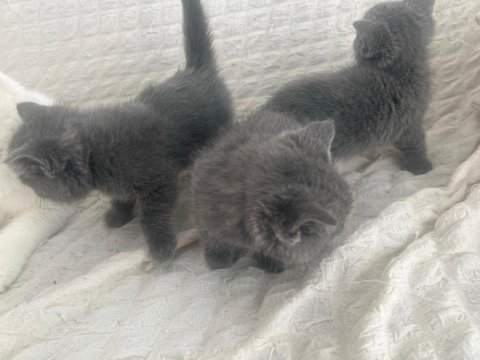 2 aylık british shorthair yavrular sahiplendirilecektir