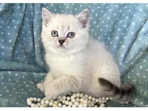 Dünya tatlısı british shorthair yavrularımız 