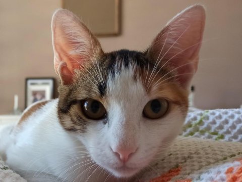 Sağlıklı 1 yaşında calico kedimiz
