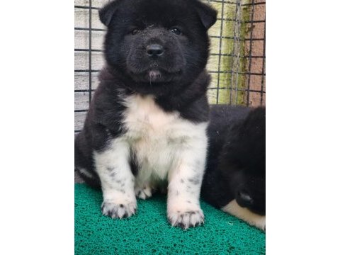 Orjinal amerikan akita yavrular