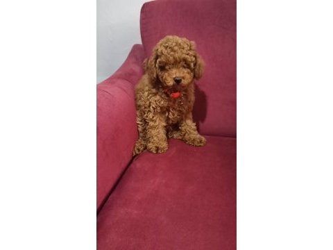 2 buçuk aylık yavru poodle köpeğimiz