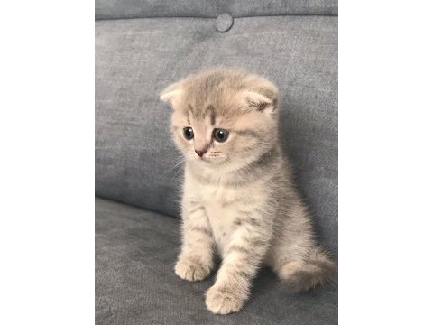 2 dişi 1 erkek scottish fold