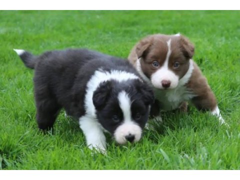 Mükemmel border collie yavrular