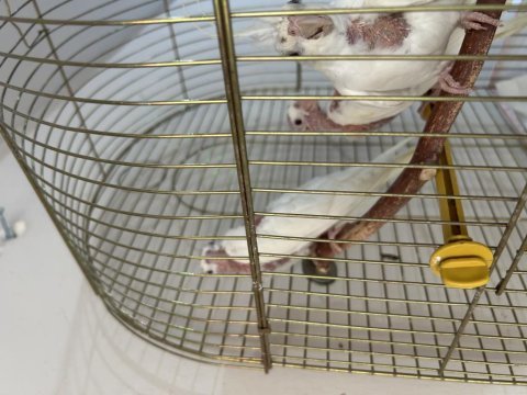 Albino lutino grey yavrular ele kola alışık sultan papağanı