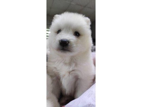 Samoyed yavrularımız iki aylık