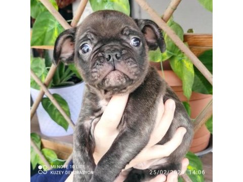 45 günlük french bulldog yavru