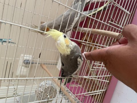 45 günlük erkek yavru sultan papağanı