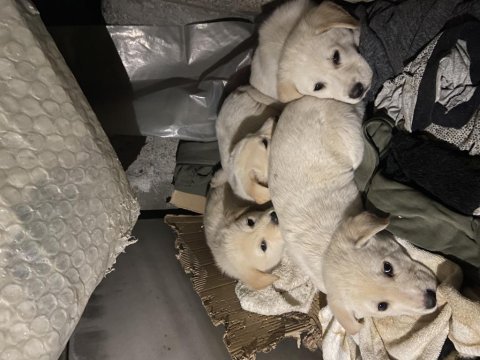 Minik bembeyaz golden retriever yavruları