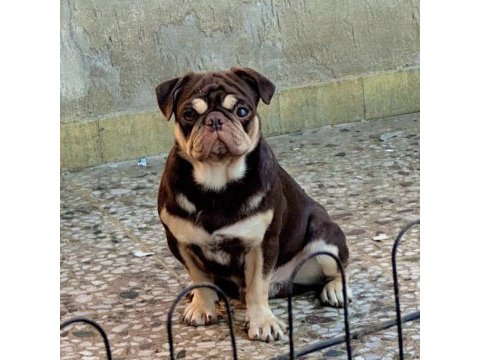 Black tan pug mops özel olmak isteyenler