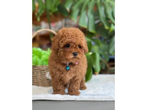Littlepaws farkıyla orjinal red toypoodle