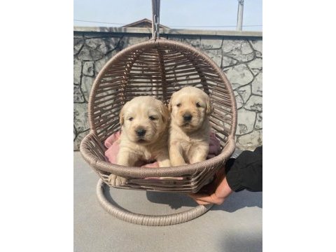 Baby face golden retriever