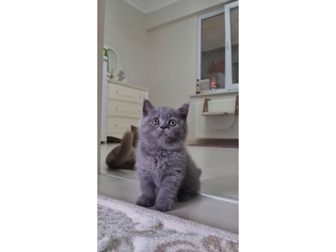 Sahiplendirme british shorthair