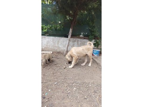 Kangal yavrusu satiliktir