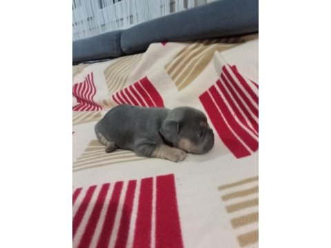 Eczotic bluetan.isabella taşıyıcı