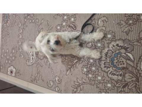 Terrier köpeğimi sahiplendirmek istiyorum
