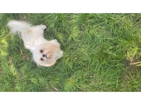 2 yaş orijinal 1 numara maltese