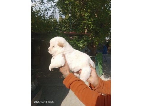 Chow chow bebeklerimiz