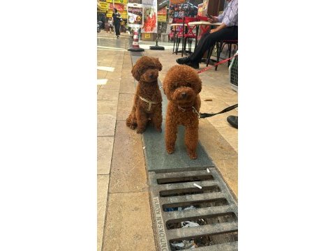 Resmi işletmeden kore toy poodle yavrular
