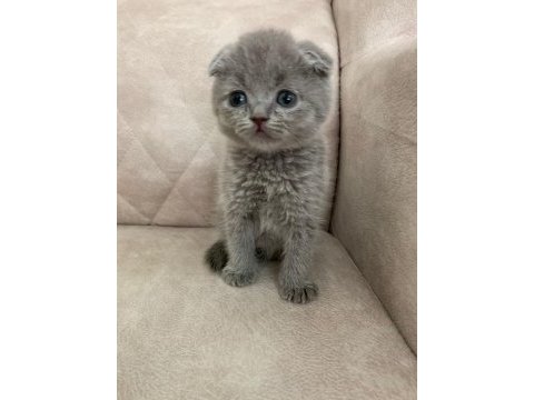 Show kalite ayı surat top kafa bebek scottish fold