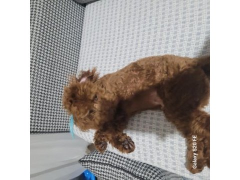 Teacup kuyruksuz poodle eşleşme için