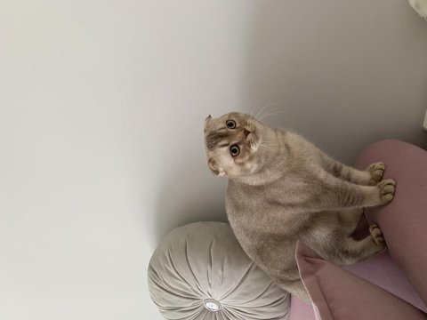 Scottish fold 10 aylık tokyoya eş ilanıdır