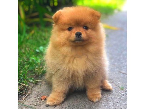 Orijinal ayı surat pomeranian boo