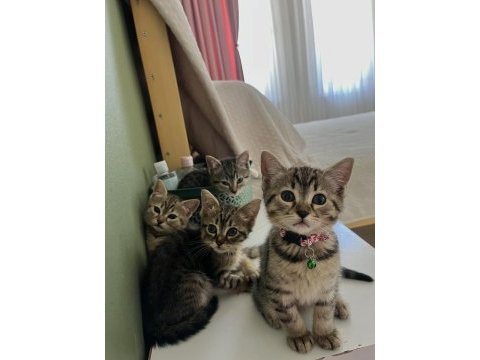 British shorthair melez kedimiz