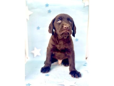 En güzel labrador bebekler