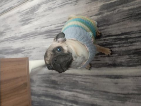 1.5 yaşında pug dişi