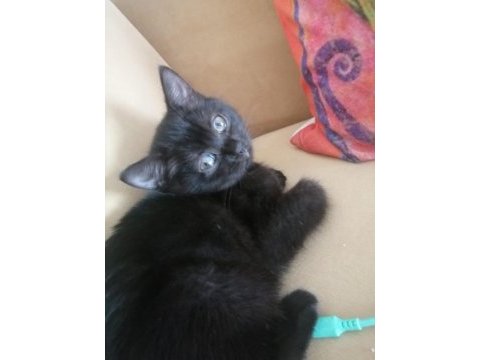 British shorthair siyah