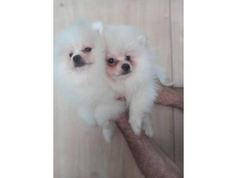 Pomeranian boo beyaz ve orange yavrular