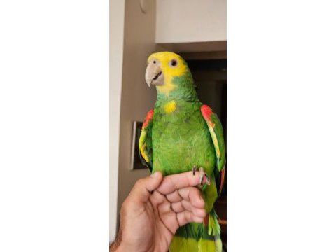 Takım magna amazon papağanı