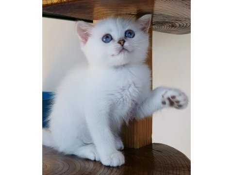 Scottish straight shorthair bs11 33 erkek