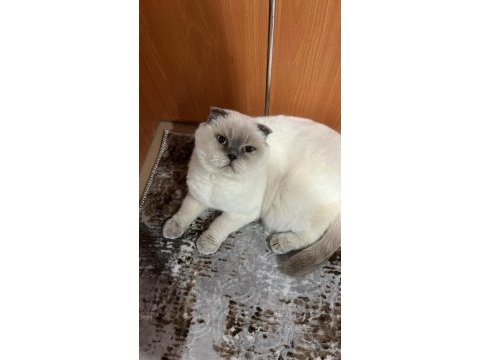 Ücretsiz sahiplendirme scottish fold kedisi